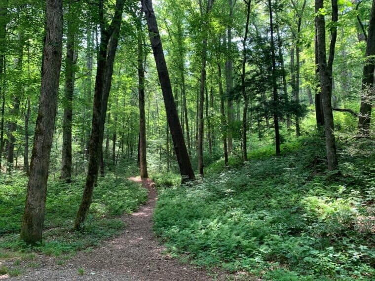 5 Hikes Near Cades Cove You Don’t Want To Miss